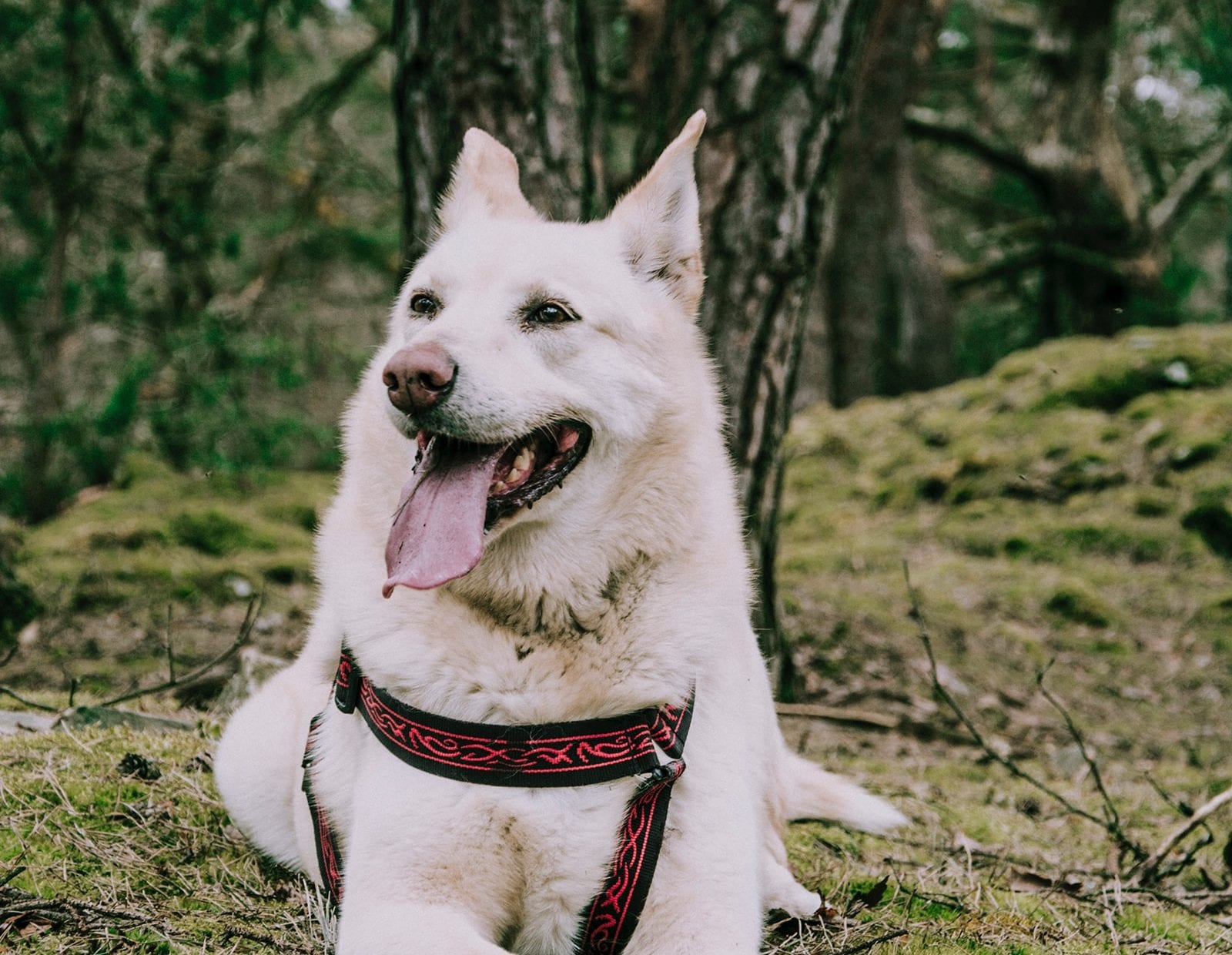 travel nursing with dog